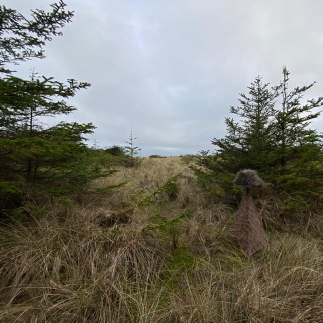 163: Gold Bluffs Beach- At The Edge Of The Beach And Forest - podcast episode cover