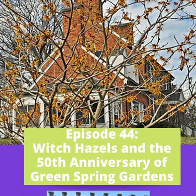 Witch Hazels and Green Spring Gardens 50th Anniversary - podcast episode cover
