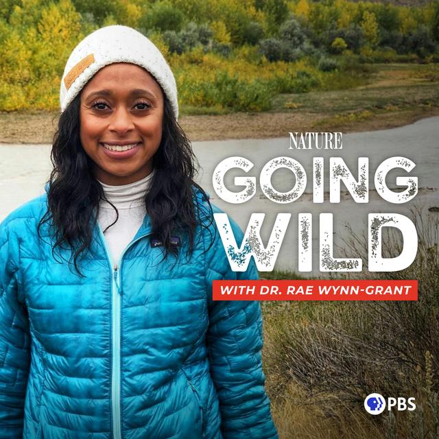 Tracking Jaguars With A Toddler - podcast episode cover