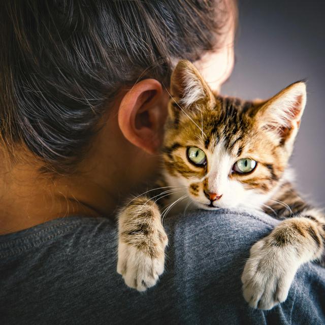 Famously Fickle Felines Are, in Fact, Clingy - podcast episode cover