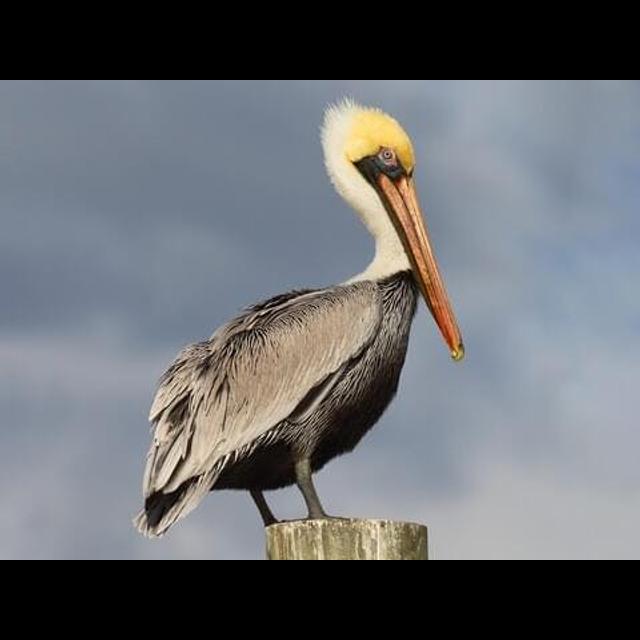 Episode 291: Pouch of Pelicans - podcast episode cover