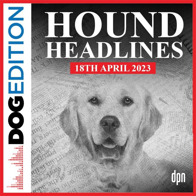 Hound Headlines 4/18/23 | Dog Edition #92 - podcast episode cover