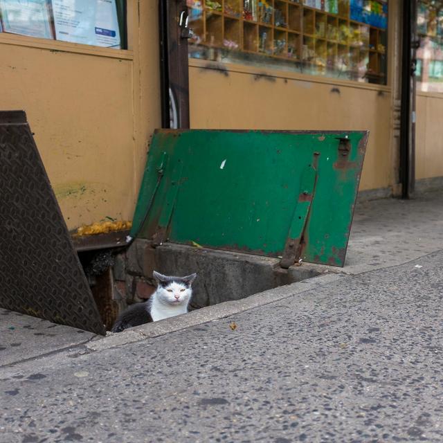 Everybody wants to help a cat - podcast episode cover