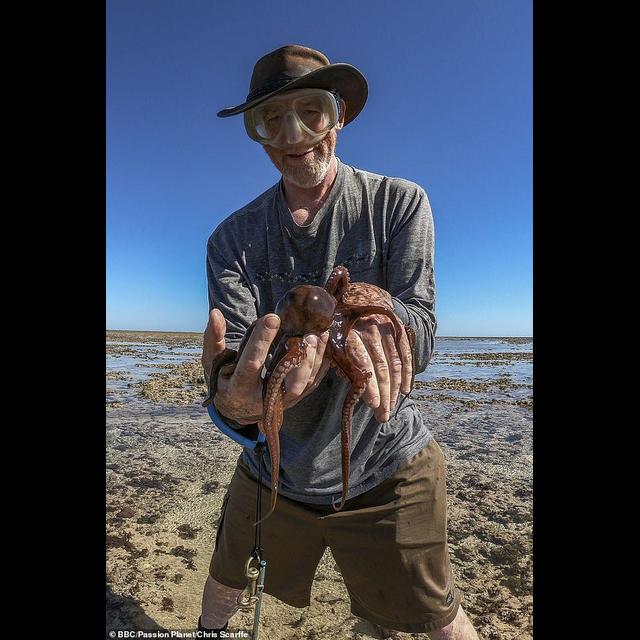 Episode 354: Mystery of Octopuses w/Dr David Scheel - podcast episode cover