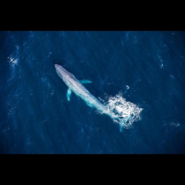 Blue Whales Have Changed Their Tune - podcast episode cover