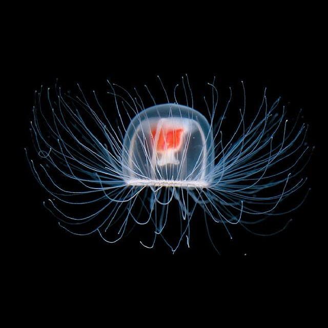 Episode 68: Immortal, is forever, Jellyfish - podcast episode cover