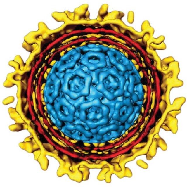 Episodio 30: ¿Cómo son las bacterias que viven dentro de las células de los mosquitos, matan a los virus? - podcast episode cover