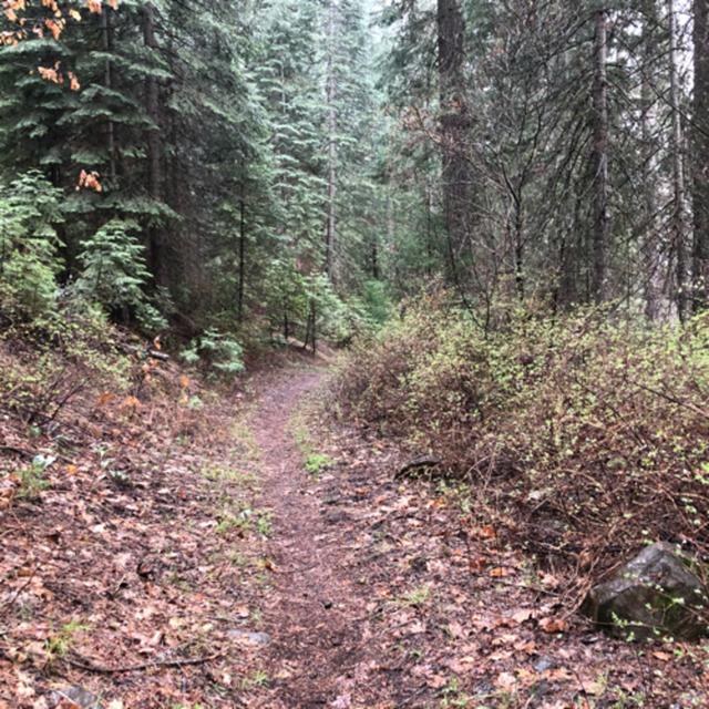 Episode 72: McCloud River Trail- Spring Morning Walk in the Rain - podcast episode cover