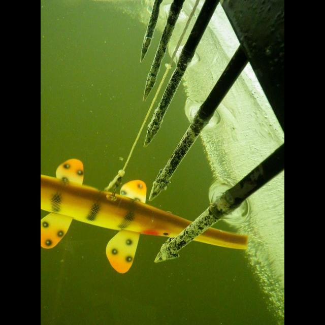 Up North Journal - Sturgeon Spearing Lake Winnebago Wisconsin With Carrie Zylka - podcast episode cover