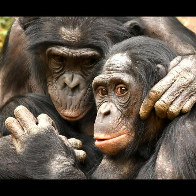 Bonobo Mothers Supervise Their Sons' Monkey Business - podcast episode cover