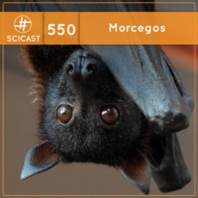 Morcegos (SciCast #550) - podcast episode cover