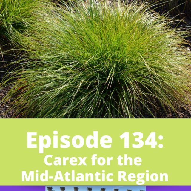 Carex for the Mid-Atlantic Region - podcast episode cover