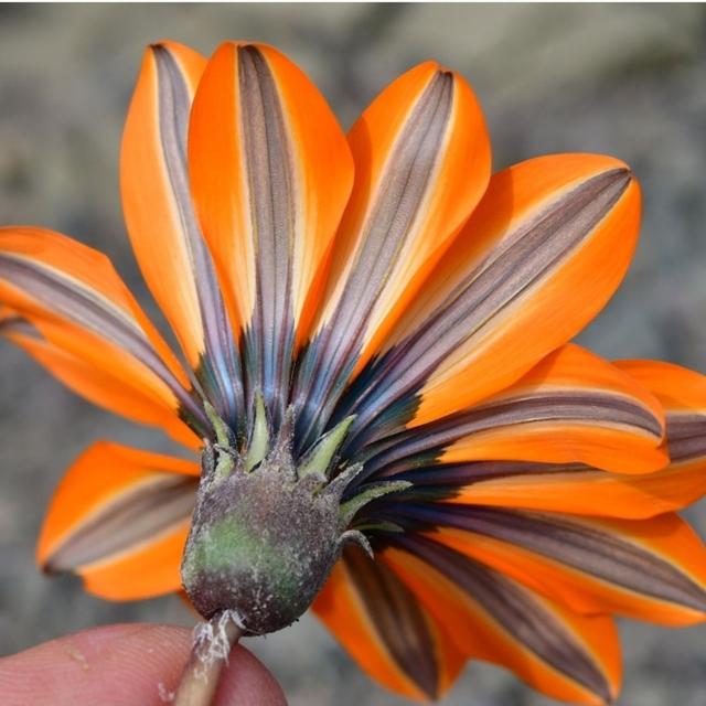 A Conversation about the Wild Sh1t going on in South African ”Daisies” - podcast episode cover