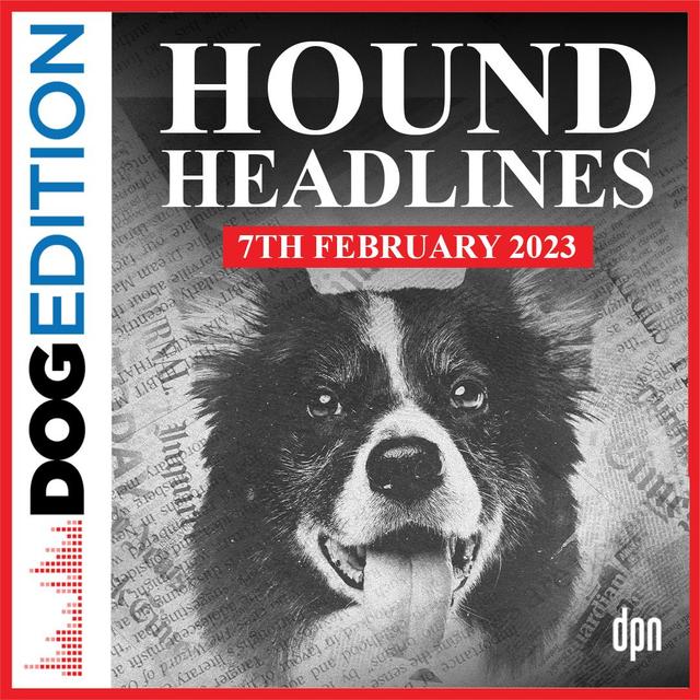 Hound Headlines 2/7/23 | Dog Edition #82 - podcast episode cover