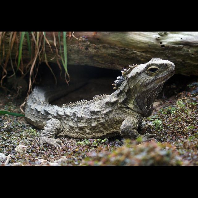 Episode 217: Tuatara, A Living Fossil - podcast episode cover