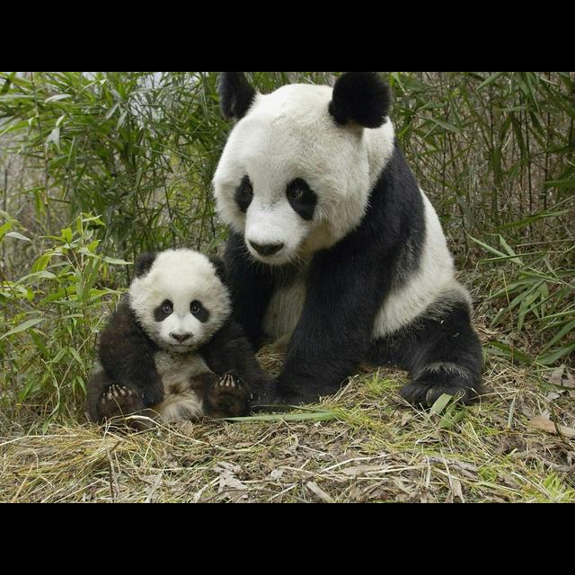 Pandas Swoon to Particular Croons - podcast episode cover