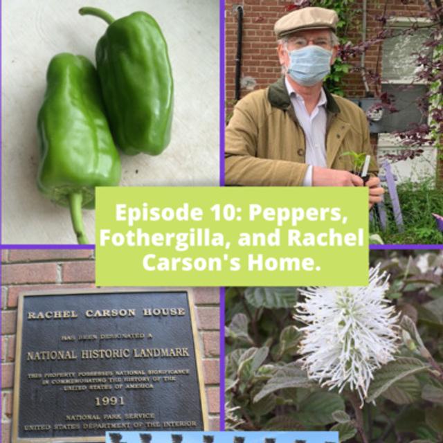Peppers - podcast episode cover