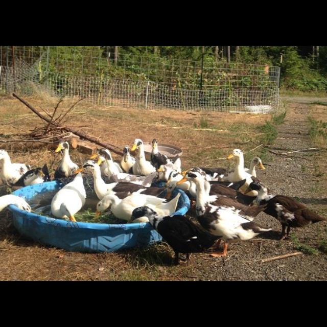 Ep. 43:  Harvesting and Preparing Duck, Part 1 - podcast episode cover