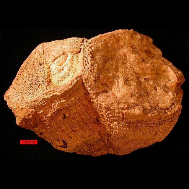 Ancient Clam Shell Reveals Shorter Day Length - podcast episode cover