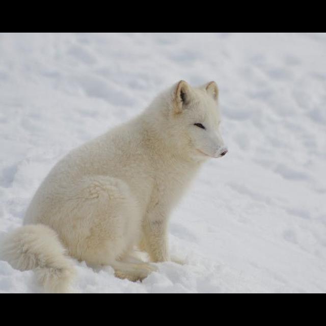 Episode 197: The Adaptable Arctic Fox - podcast episode cover