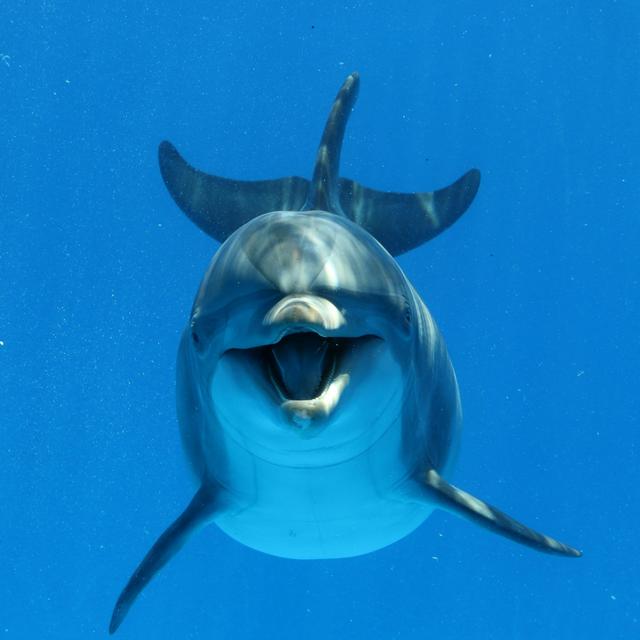 Dolphins Dumb Down Calls to Compete with Ship Noise - podcast episode cover