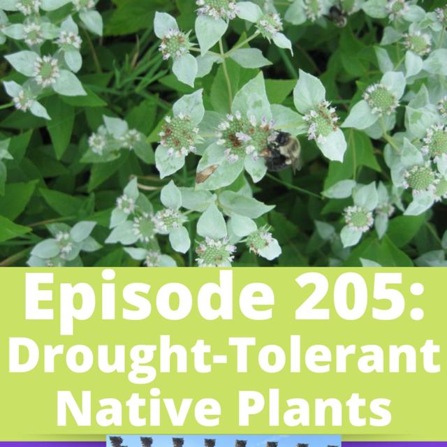 Drought-Tolerant Native Plants - podcast episode cover