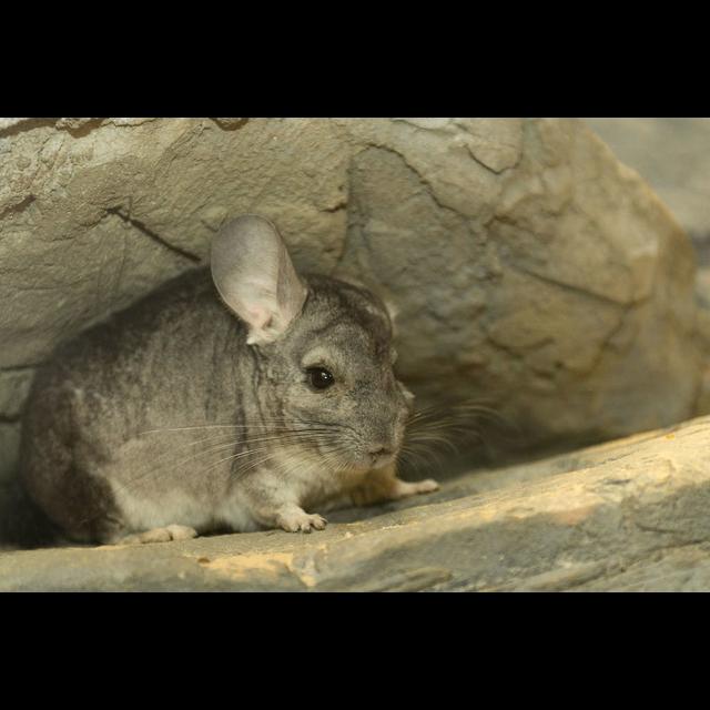 Episode 150: Charming Chinchillas - podcast episode cover