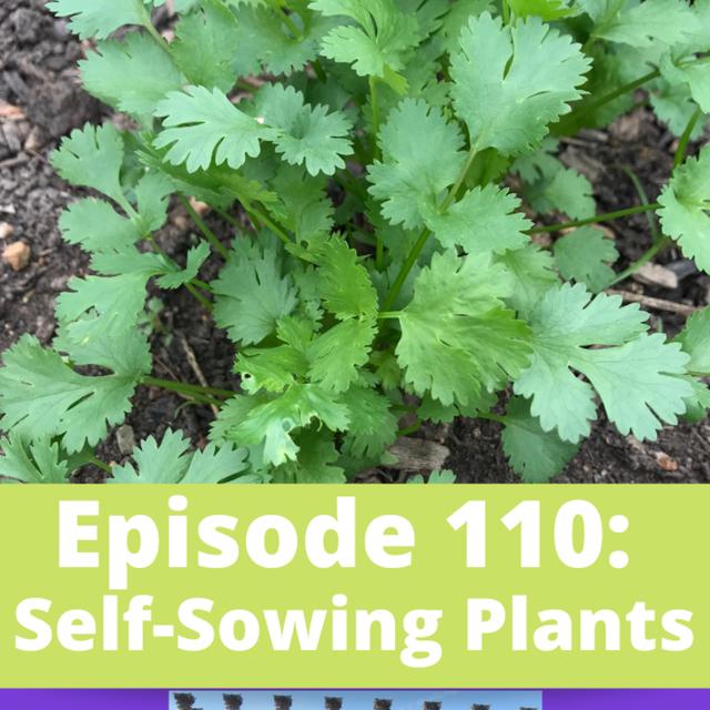 Self-Sowing Plants - podcast episode cover