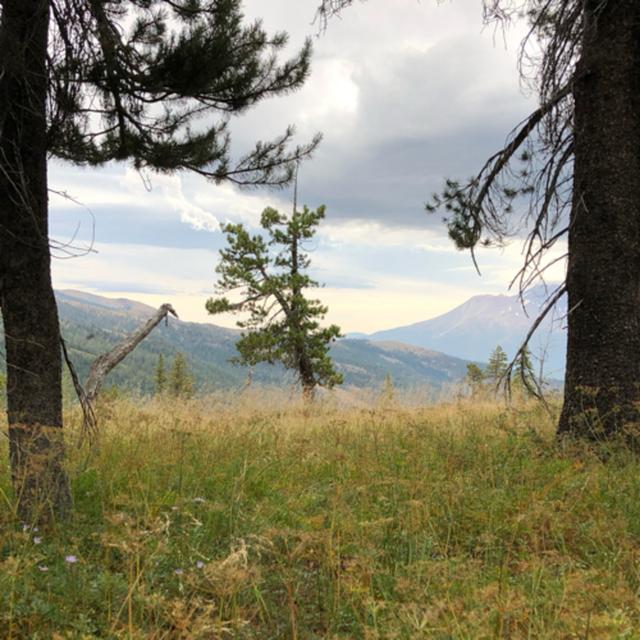 Episode 48: Wind in the Pines - podcast episode cover