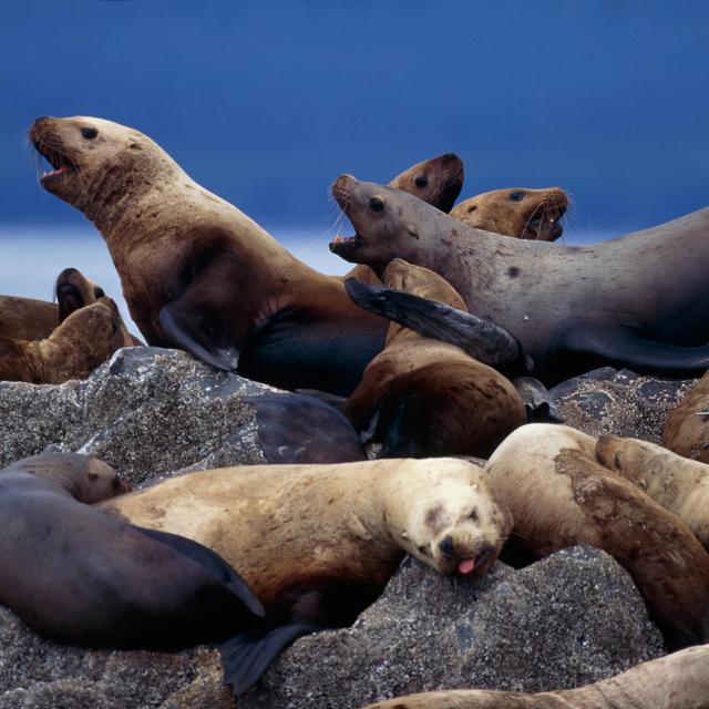Pinnipeds Don't Appreciate Biped Disturbance - podcast episode cover
