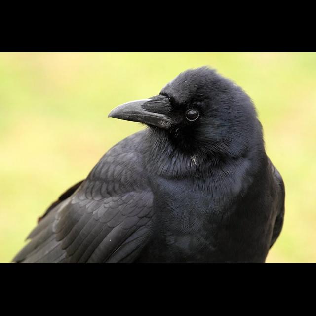 Episode 269: Crafty Crows - podcast episode cover