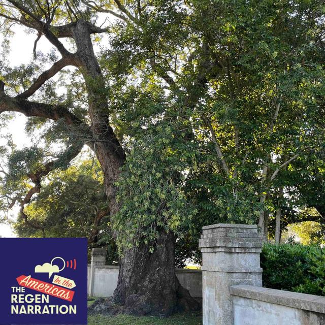 Ancient Oaks & New Beginnings: When the right people show up - podcast episode cover