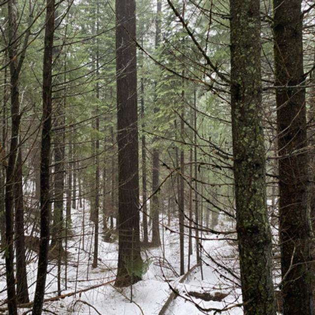 121: Douglas Fir Tree Ears On A Rainy Winter Night- Part 1 - podcast episode cover