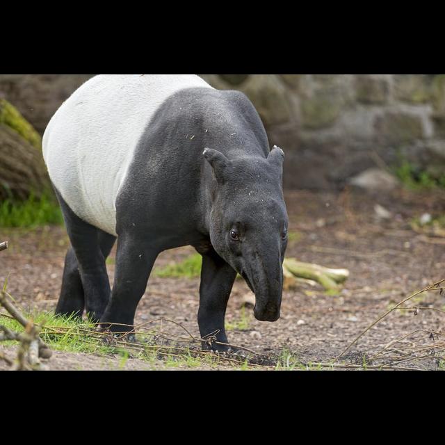 Episode 216: A Relic, the Malayan Tapir - podcast episode cover