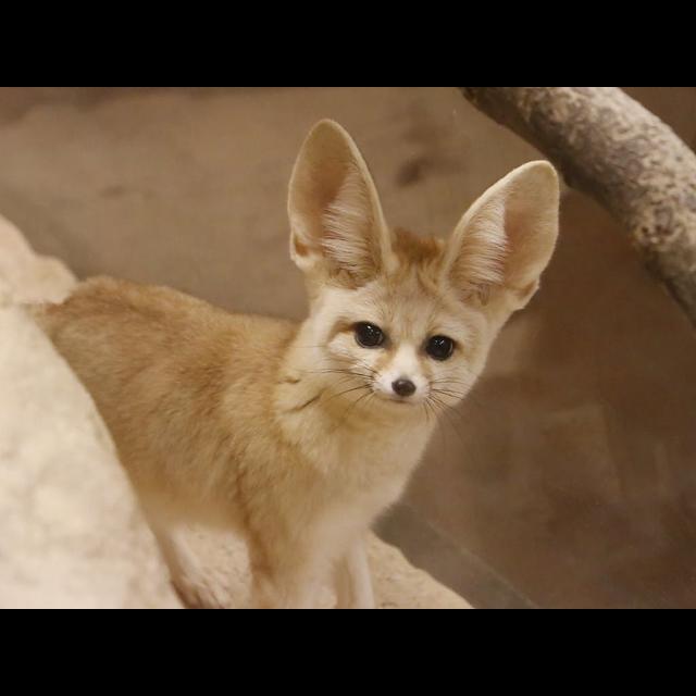 Episode 106: The Fantastic Fennec Fox - podcast episode cover