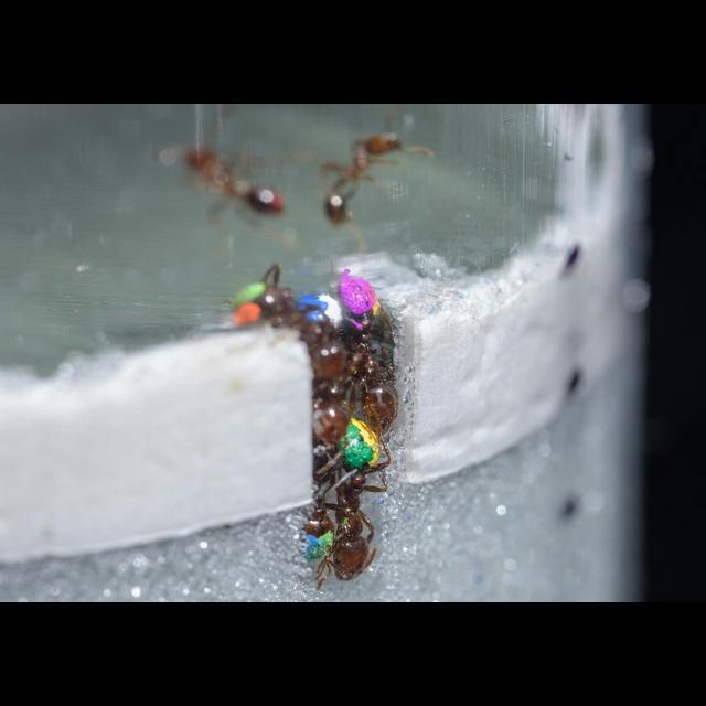 Freeloading Ants Help the Workflow - podcast episode cover