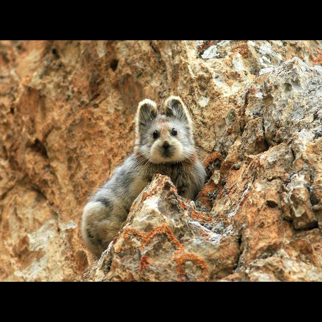 Episode 72: Pika Who? Ili Pika, that's Who! - podcast episode cover