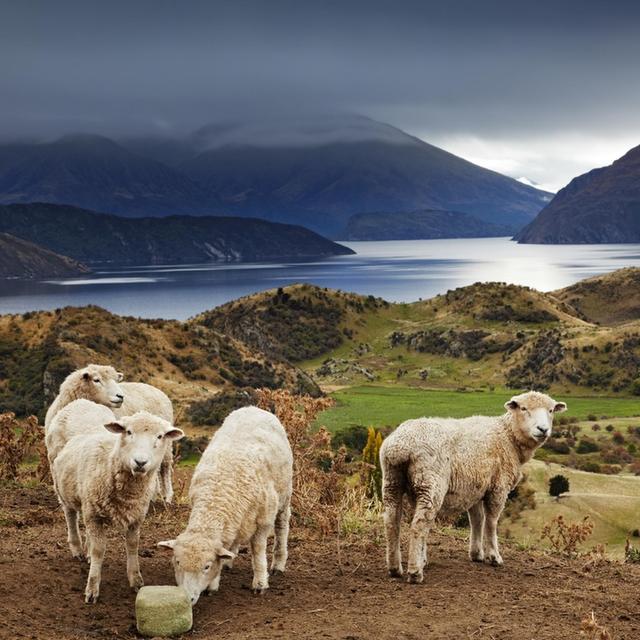 Neuseeland scheint zu perfekt, um von dieser Welt zu sein - podcast episode cover