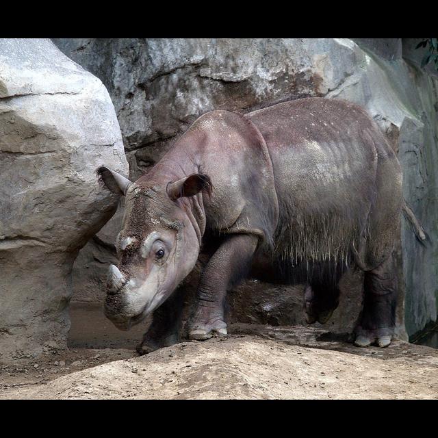 Episode 247: Sumatran Rhinos Barely Surviving - podcast episode cover