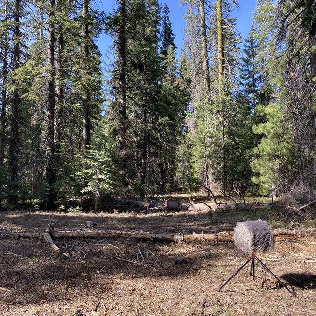 175: Dawn Chorus in Sattitla Highlands National Monument - podcast episode cover