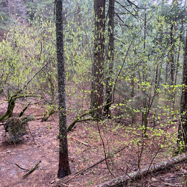 101: PCT- Spring Storm Near West Trough Creek- Part 1 - podcast episode cover