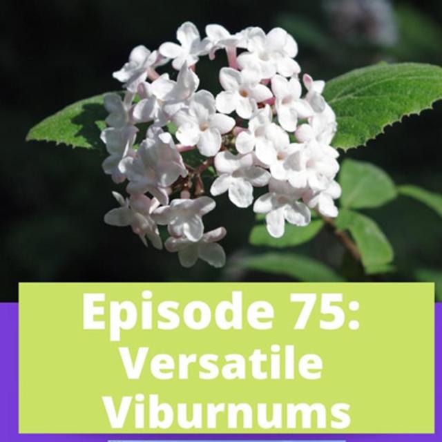 Versatile Viburnums - podcast episode cover