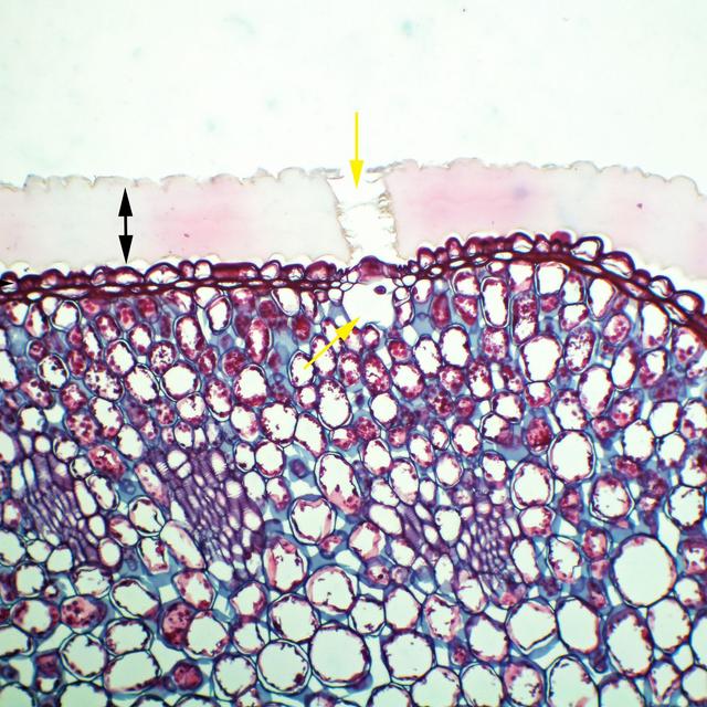 Plant Anatomy, Again with Dr. Jim Mauseth - podcast episode cover