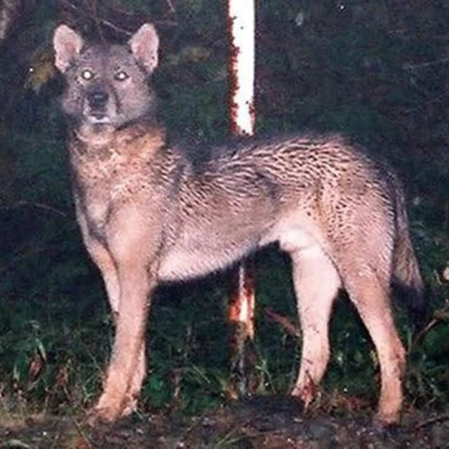 18: Is the Japanese wolf really extinct? - podcast episode cover