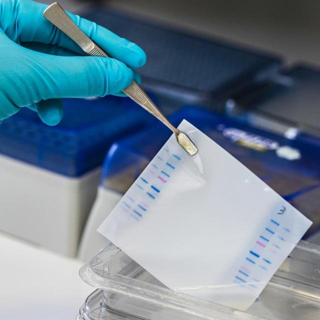 Revitalising the western blot - podcast episode cover