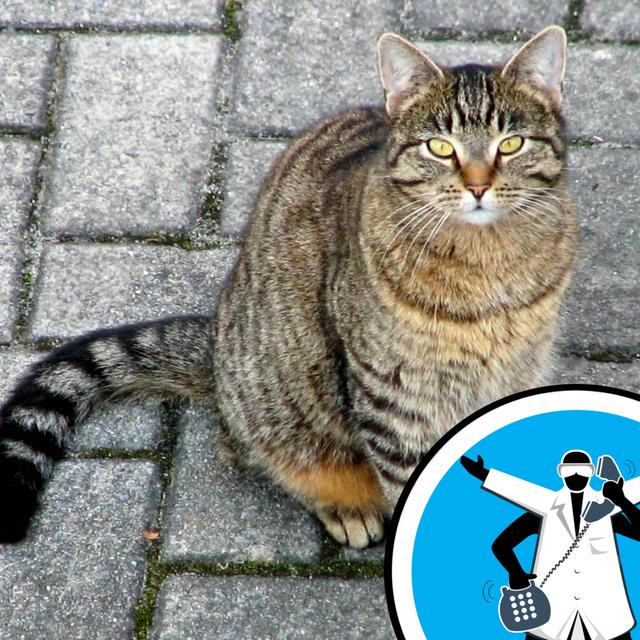 How do cats navigate? - podcast episode cover