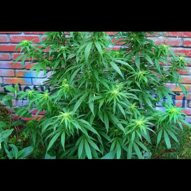 Budding Yeast Produce Cannabis Compounds - podcast episode cover