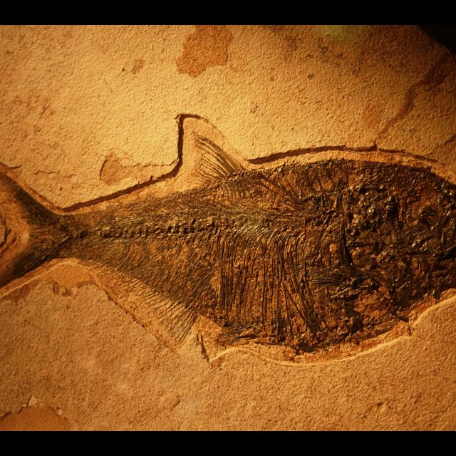 Rotting Flesh Offers Insight on Fossilization - podcast episode cover