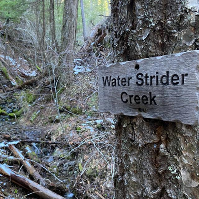 123: Winter Day Beside Water Strider Creek - podcast episode cover