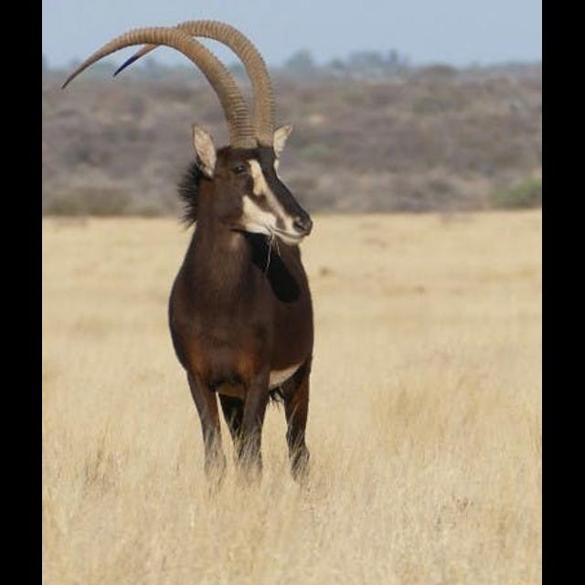 Episode 105: The Stunning Sable Antelope - podcast episode cover